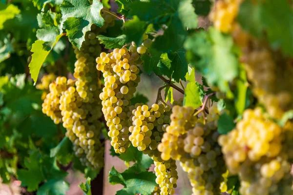 Bunches Fresh White Chardonnay Grapes Hanging Vines Green Leaves Sunny — Fotografia de Stock
