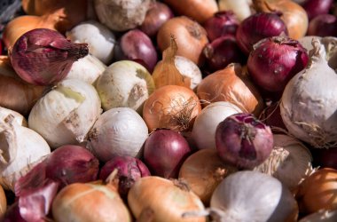 Çiftlikteki hasat sırasında kuru kabuklu çeşitli olgun soğan yığınları.