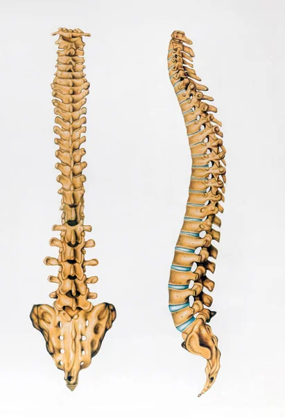 灰色の背景に描かれた人間の背骨の健康な骨のレトロな回路図 — ストック写真