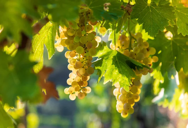 Foco Suave Cachos Uvas Brancas Maduras Penduradas Ramo Com Folhas — Fotografia de Stock