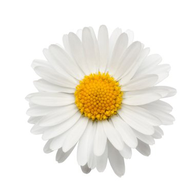 beautiful flower daisy on white background clipart