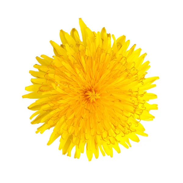 Schöne gelbe Blume — Stockfoto
