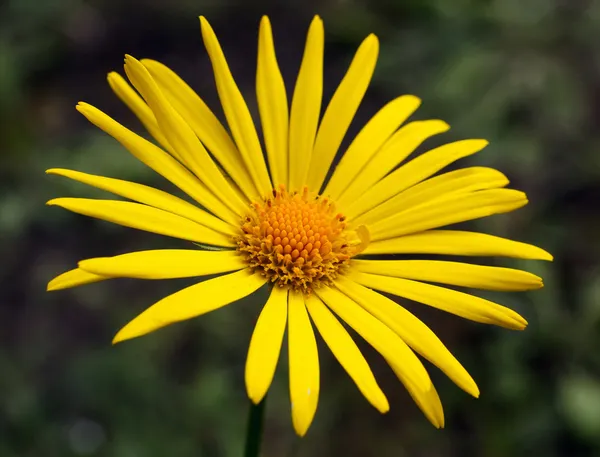 Beautiful yellow flower — Stock Photo, Image