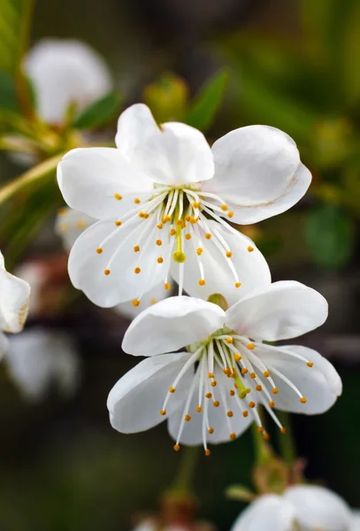 Manzanas en flor —  Fotos de Stock