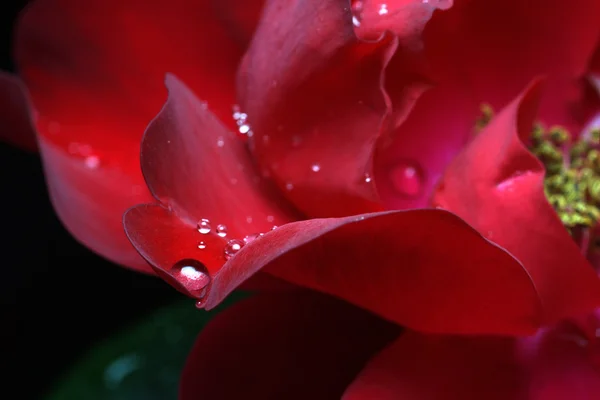 Gouttes de rosée sur rose — Photo