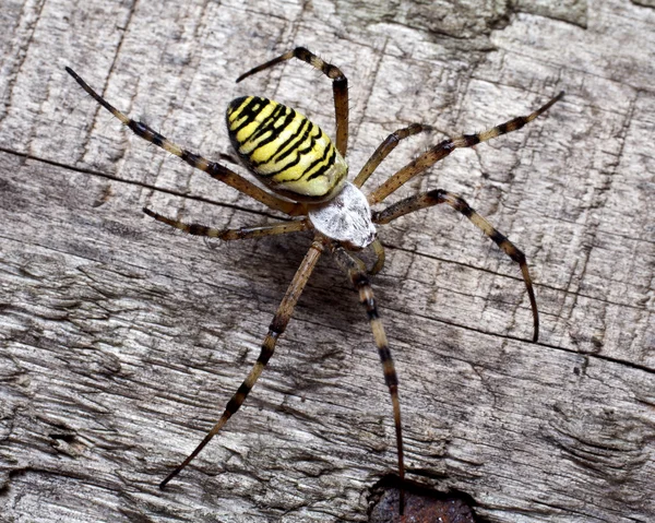 Araña avispa —  Fotos de Stock