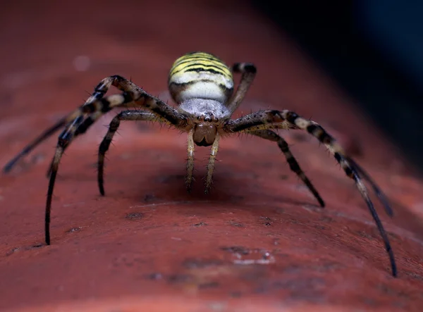 Araña avispa —  Fotos de Stock