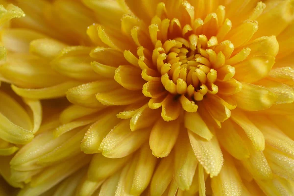 Chrysanthemum — Stock Photo, Image