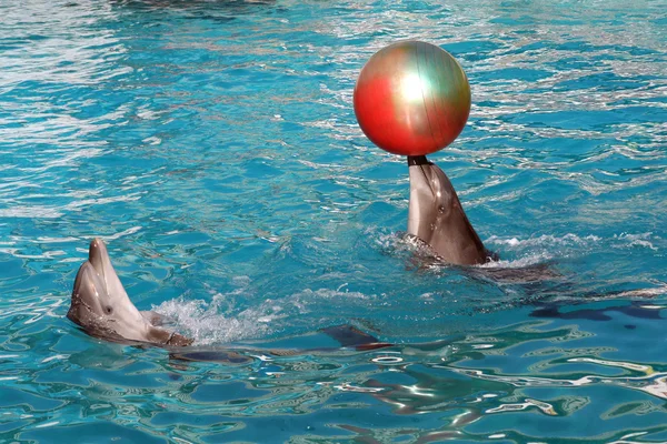 Dolphins playing ball — Stock Photo, Image