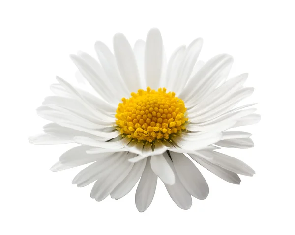 Szép virág a Százszorszép fehér háttér — Stock Fotó