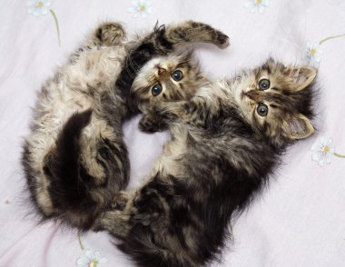 oynayan iki yavru kedi