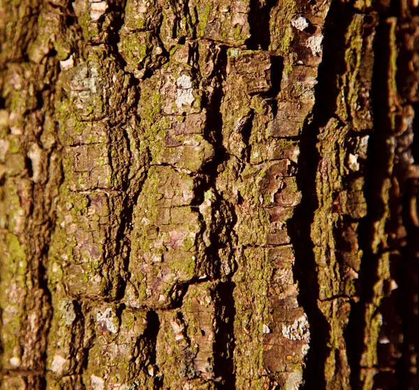 Tronco de árbol — Foto de Stock