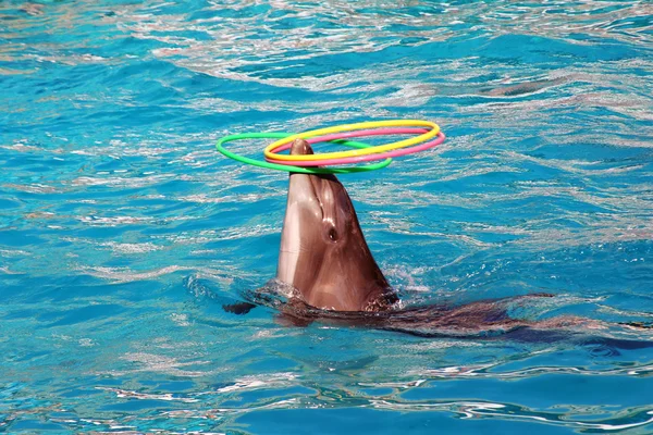 Beautiful dolphin — Stock Photo, Image