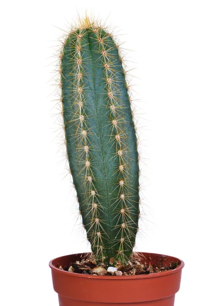 Podłużny kaktus dekoracyjne — Zdjęcie stockowe