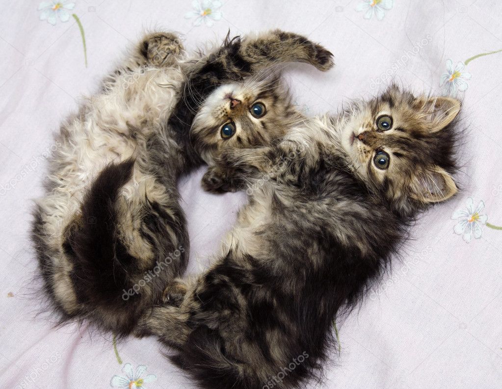 Two kittens playing