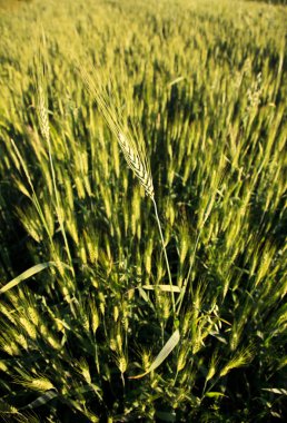 buğday yeşil kulaklar