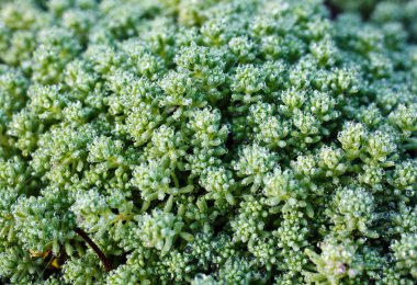 Çimlere çiy damlaları düşer