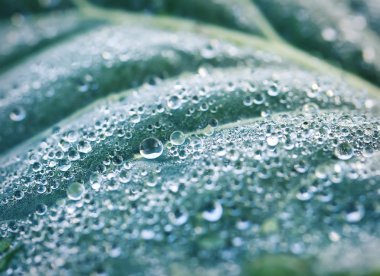 Çimlere çiy damlaları düşer