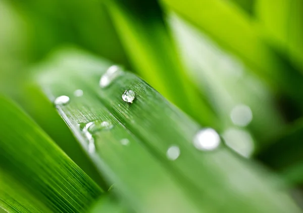 Dauwdruppels op het gras — Stockfoto