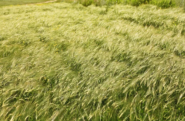 Hojas verdes de trigo — Foto de Stock