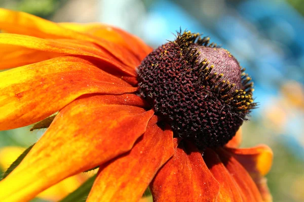 Gelbe Blüte — Stockfoto