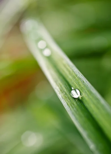 Dauwdruppels op het gras — Stockfoto