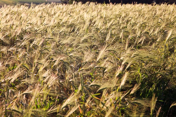 Orelhas verdes de trigo — Fotografia de Stock