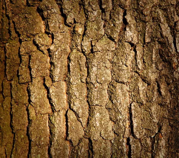Tronco albero Fotografia Stock