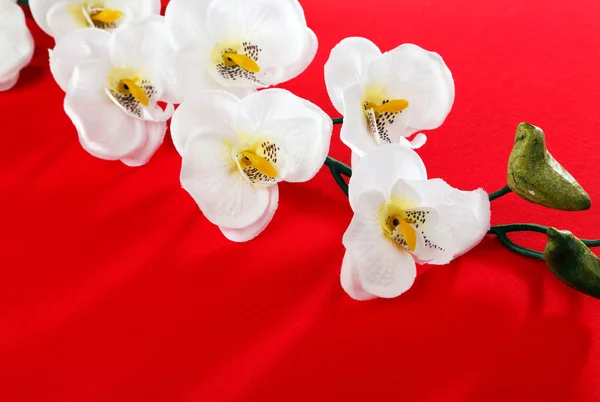 Białe storczyki na czerwonym tle — Zdjęcie stockowe