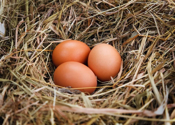 एका नेस्टमध्ये अंडी — स्टॉक फोटो, इमेज