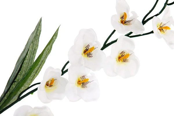 White orchid — Stock Photo, Image