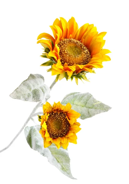 Girasol — Foto de Stock