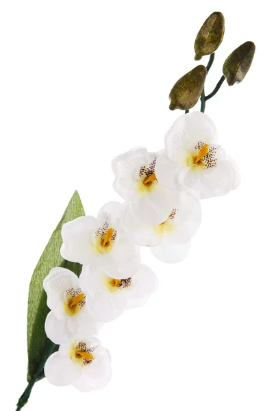 White orchid — Stock Photo, Image