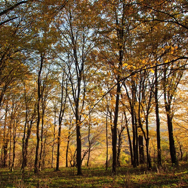 Bosque de otoño — Foto de Stock