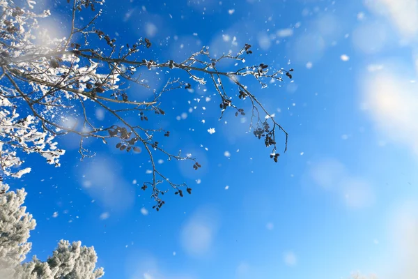 Vinter bakgrund — Stockfoto