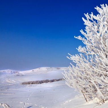 güneşli bir karlı ağaç