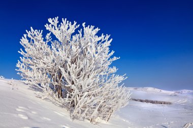 güneşli bir karlı ağaç