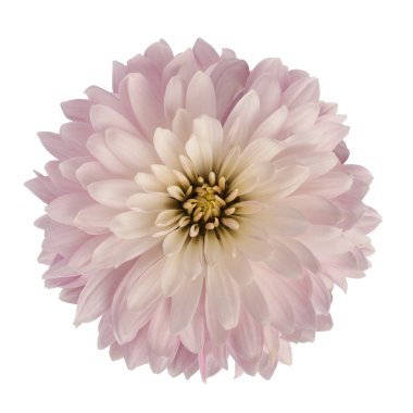 Kasımpatı çiçeği