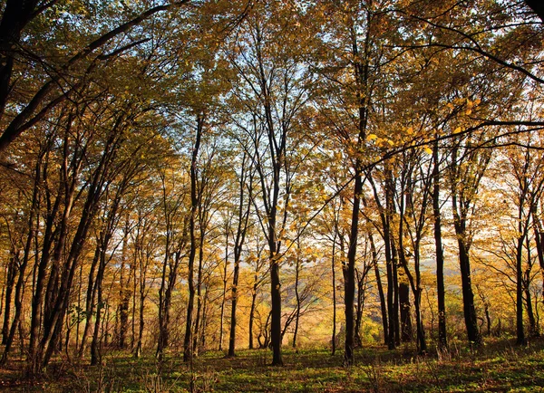 Bosque de otoño — Foto de Stock