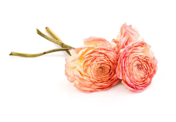 Kuivat ruusut — kuvapankkivalokuva