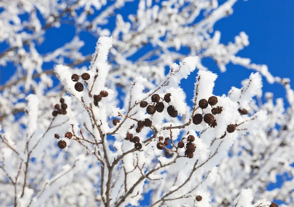 Winter branch — Stock Photo, Image