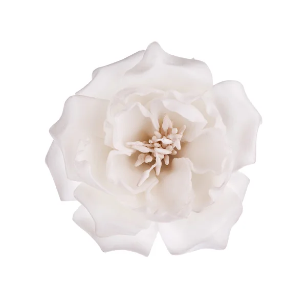 Kukka eristetty valkoinen — kuvapankkivalokuva