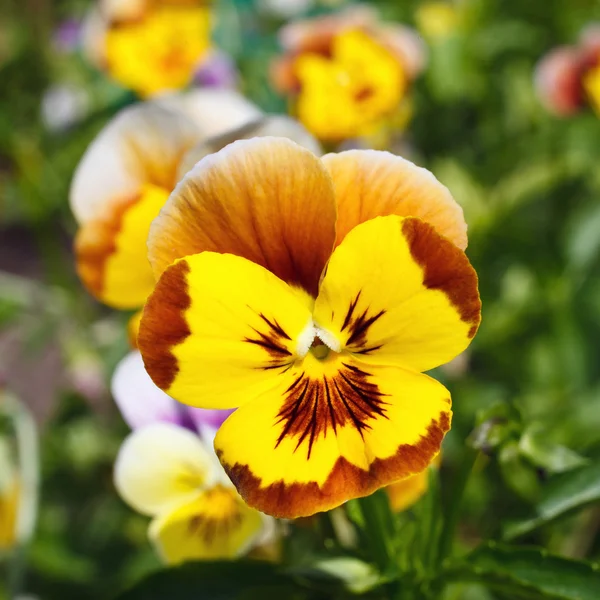 Pansy amarelo — Fotografia de Stock