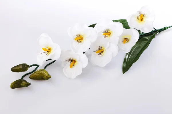 Valkoinen orkidea — kuvapankkivalokuva