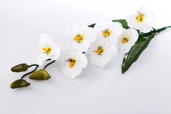 White orchid — Stock Photo, Image