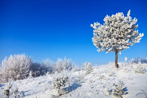 Albero nevoso in una giornata di sole — Foto Stock