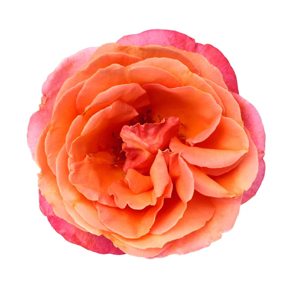 Isolated Rose — Stock Photo, Image