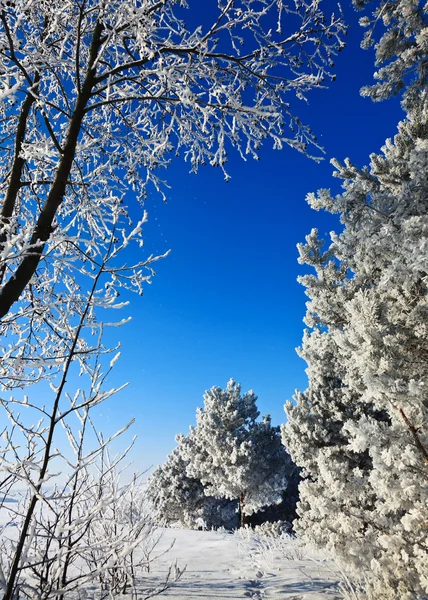 Kaltes Wetter — Stockfoto