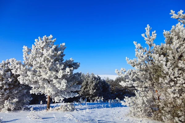 Snøfylte trær – stockfoto