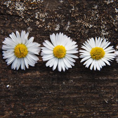 Chamomiles ahşap kurullarında